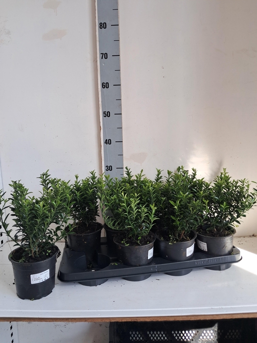 <h4>EUONYMUS JA MICROPHY</h4>