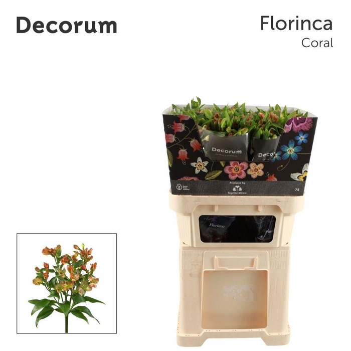 <h4>ALST FL CORAL</h4>