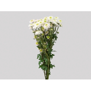 CRISANTEMO SANTINI FAROE 070 CM