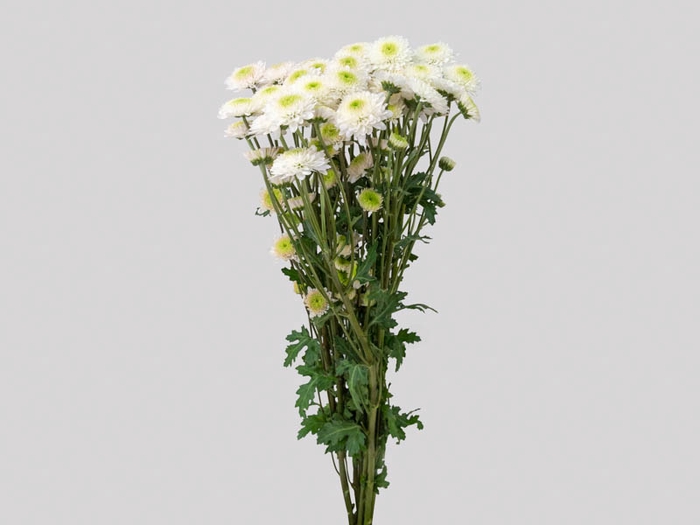 <h4>CRISANTEMO SANTINI FAROE 080 CM</h4>