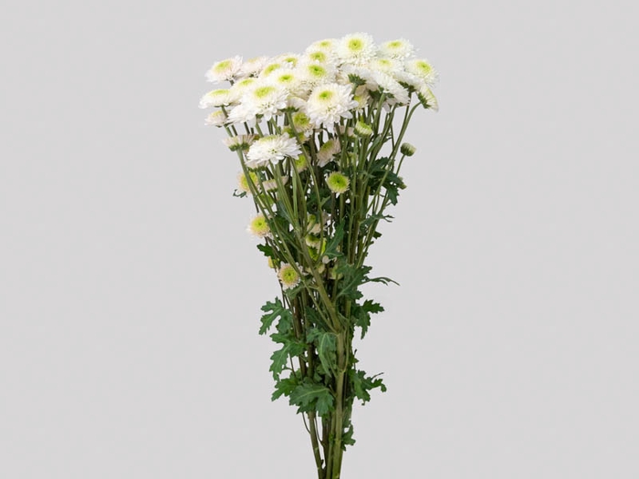 <h4>CRISANTEMO SANTINI FAROE 080 CM</h4>