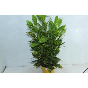 CROTON GOLD DUST P17