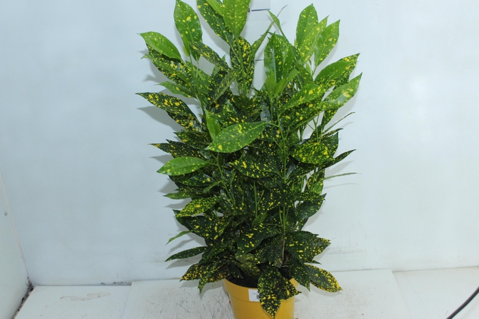 <h4>CROTON GOLD DUST P17</h4>