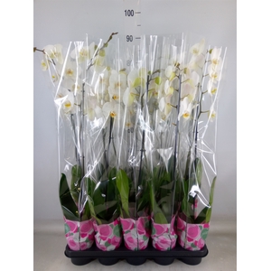 Phalaenopsis   ...white