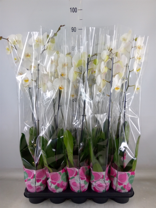 <h4>Phalaenopsis   ...white</h4>