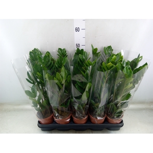 Zamioculcas zamiifolia