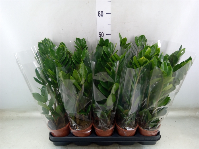 <h4>Zamioculcas zamiifolia</h4>