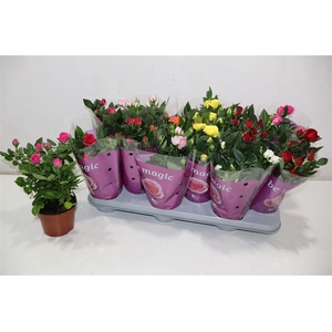 Ro B Monde Gem 7 Srt