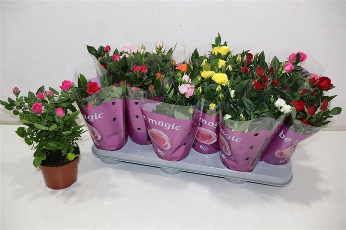 <h4>Ro B Monde Gem 7 Srt</h4>