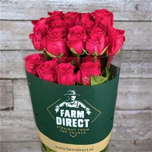 Rosa a grande fleur 'Esm R394'