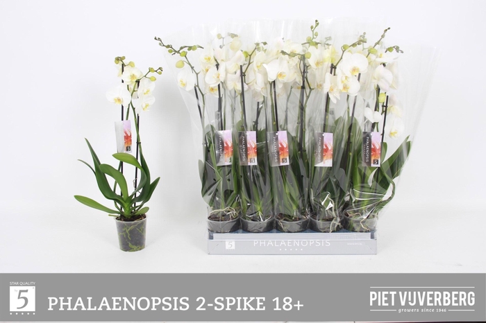 <h4>PHAL OV WIT</h4>