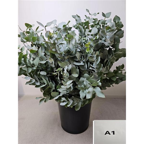 <h4>EUC CINEREA PB</h4>