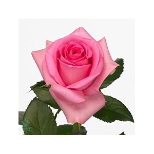 Rosa large revival