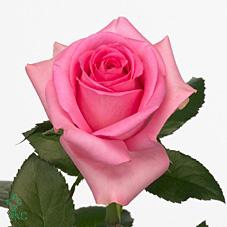 <h4>Rosa large revival</h4>