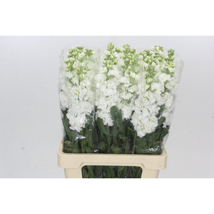 Matthiola Iron White