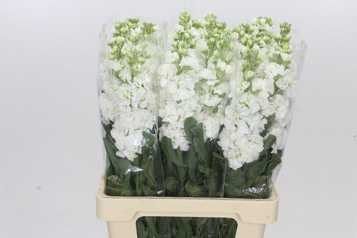 Matthiola Iron White