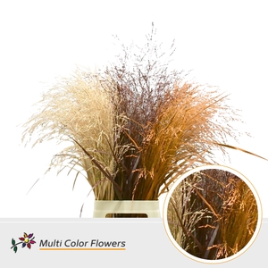 Panicum Herfst Mix