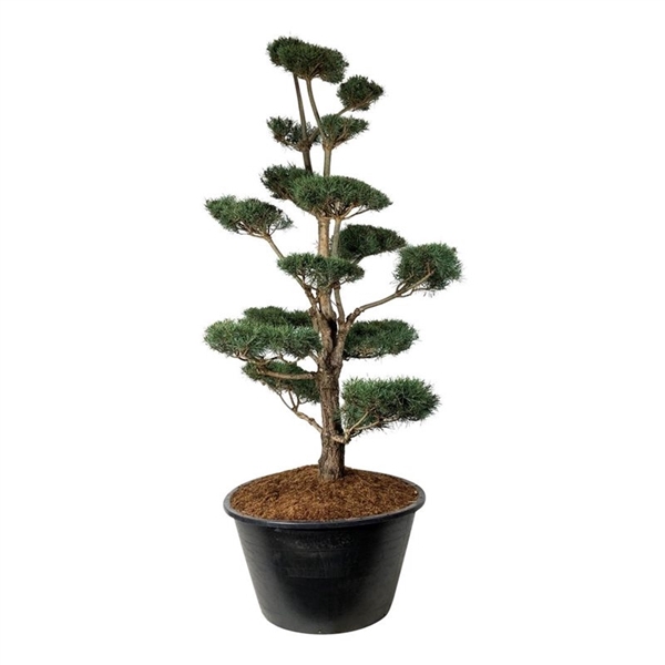 <h4>Pinus sylvestris</h4>