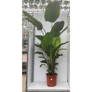 STRELITZIA NICOLAI