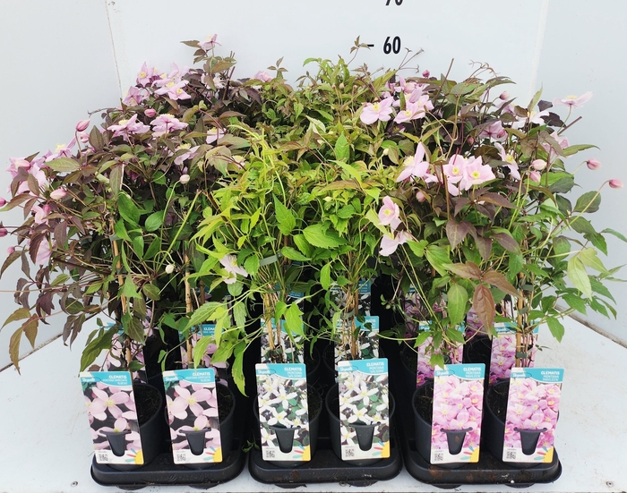 <h4>CLEM MONTANA</h4>