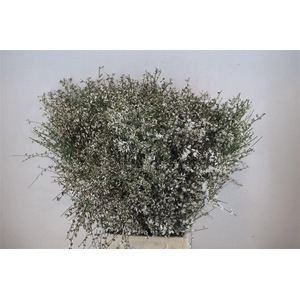 Ginster 400gr White P Bunch