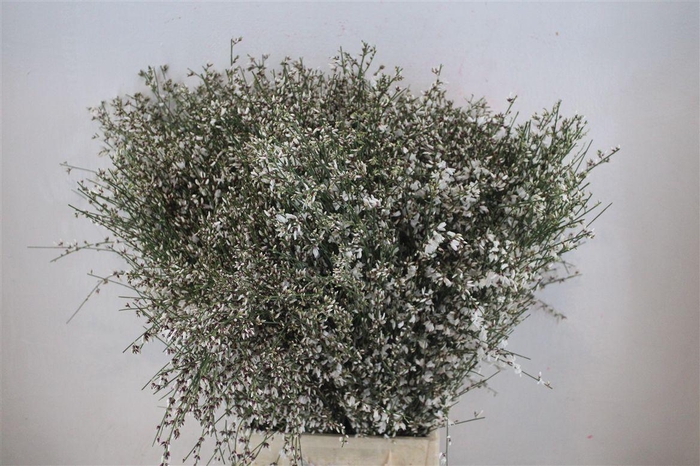 <h4>Ginster 400gr White P Bunch</h4>