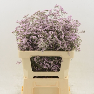 Limonium Safora Oshi Pink