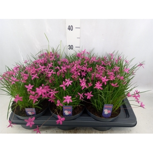 Rhodohypoxis   ...