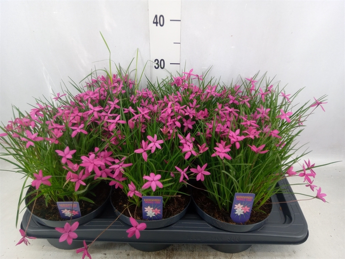 Rhodohypoxis   ...