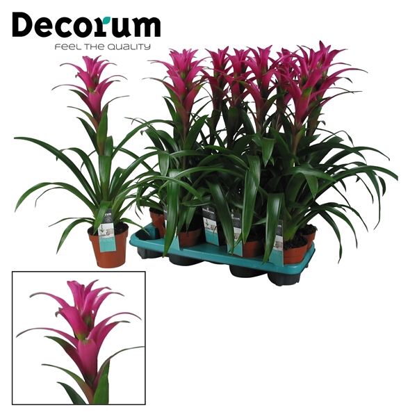 <h4>Guzmania Freya (Decorum)</h4>