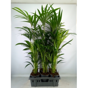 Howea forsteriana