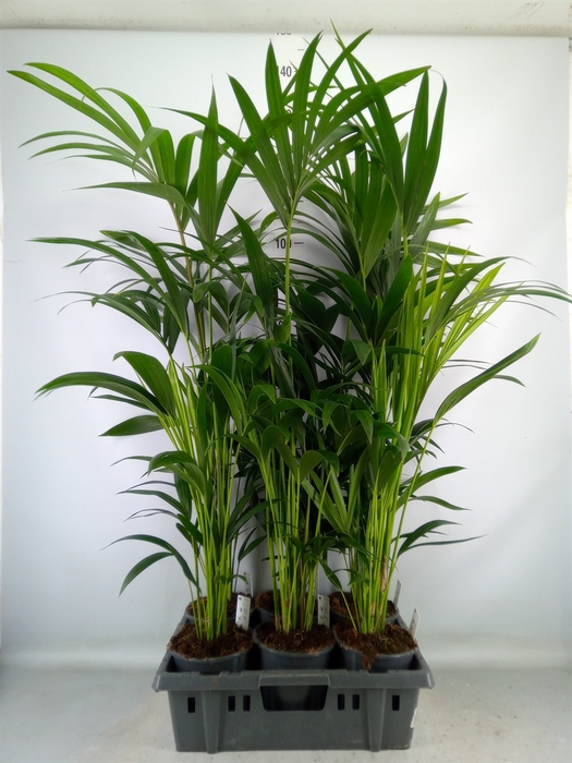 <h4>Howea forsteriana</h4>