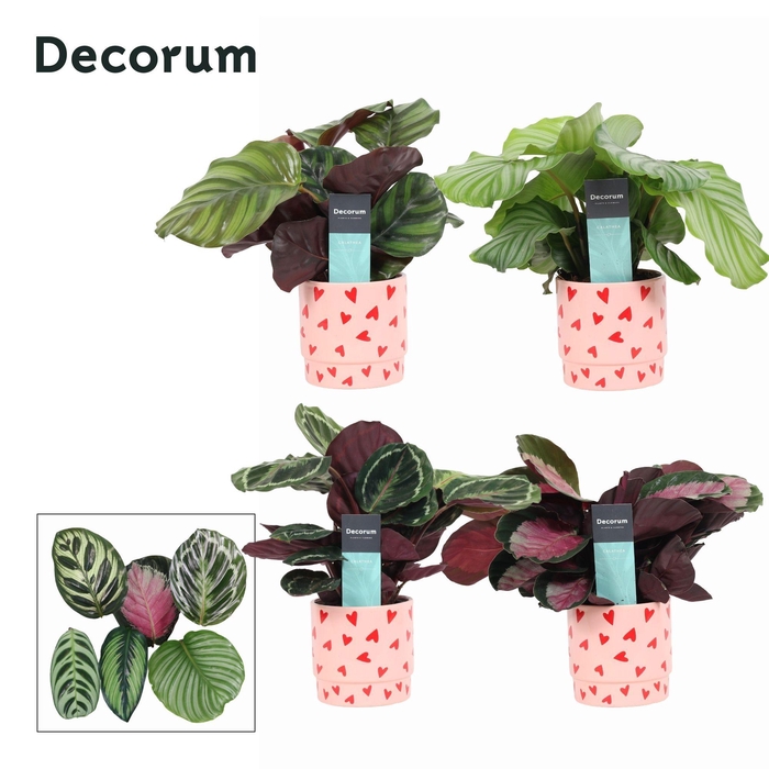 <h4>Calathea Mix in Ompot Lotte (Decorum)</h4>
