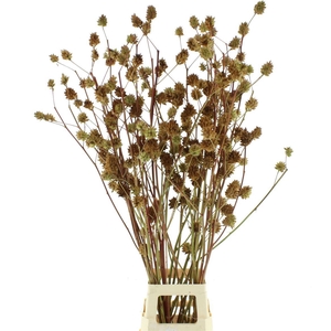 Glycyrrh Yunnanen Zd