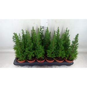 Chamaecyparis thyo. 'Top Point'