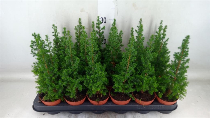 <h4>Chamaecyparis thyo. 'Top Point'</h4>