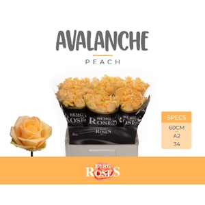 R GR AVALANCHE PEACH+ @ A2