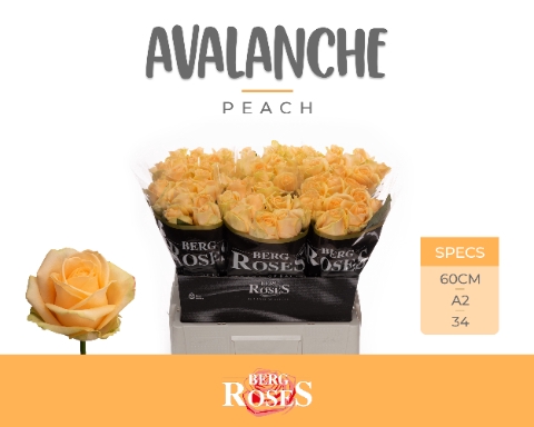 <h4>R GR AVALANCHE PEACH+ @ A2</h4>