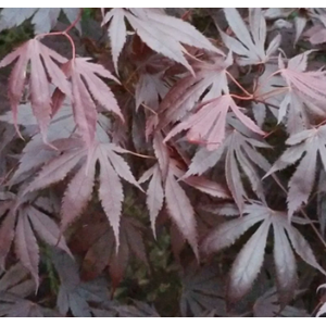 Acer palmatum