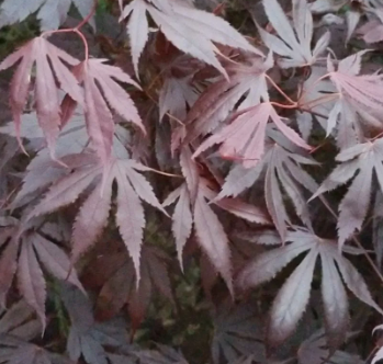 <h4>Acer palmatum</h4>