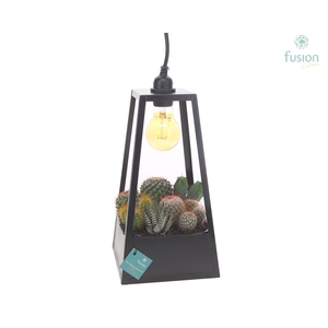 Lantaarn met lamp en Cactussen