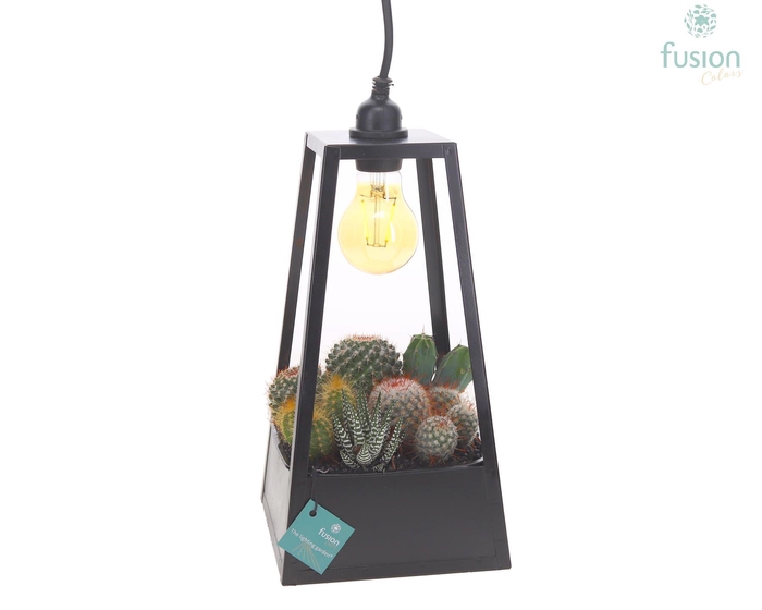 <h4>Lantaarn met lamp en Cactussen</h4>