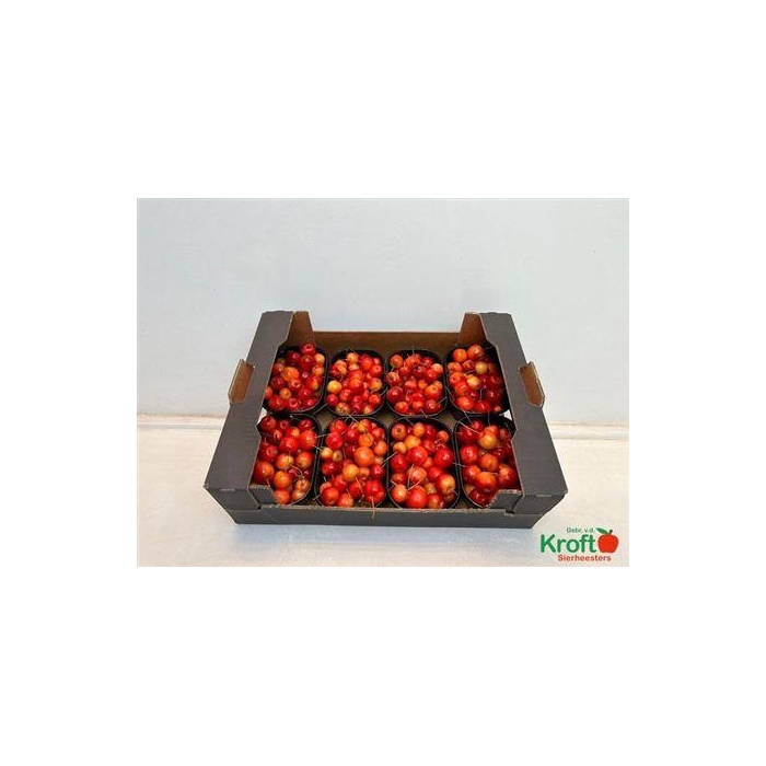 <h4>F Malus Red Sentin Bak</h4>