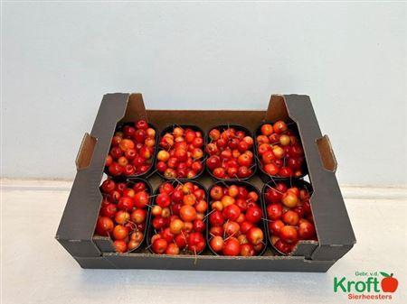 F Malus Red Sentin Bak