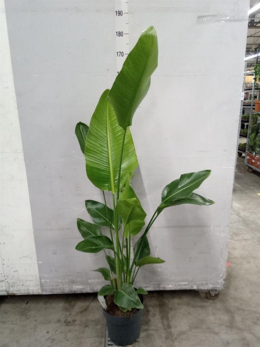 <h4>Strelitzia nicolai</h4>