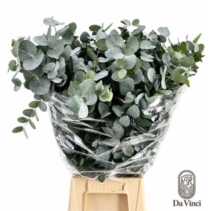 EUCALYPTUS 'CINEREA'