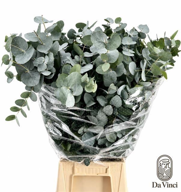 <h4>EUCALYPTUS 'CINEREA'</h4>