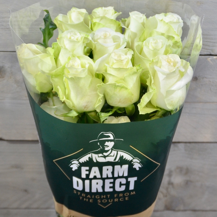 <h4>R GR ARTICA</h4>