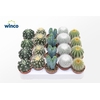 Cactus Column Mix (5spc.)