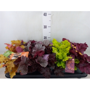 Heuchera  'Indian Summer'   ...mix